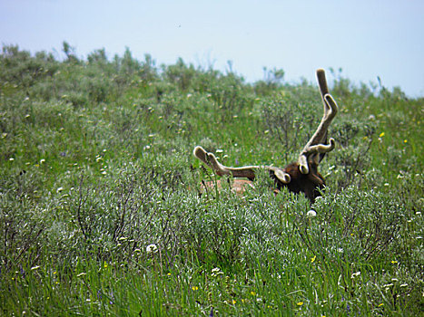 美国黄石国家公园的麋鹿