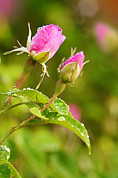 粉红玫瑰,花,上方,鲜明,背景