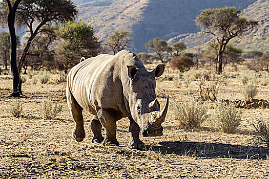 白犀牛,牧场,纳米比亚,非洲