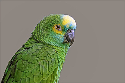 亚马逊河鹦鹉