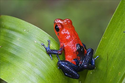 草莓箭毒蛙,女性,蝌蚪,背影,哥斯达黎加