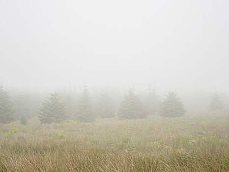 圣诞树,昏暗,雾气,萨瑟兰,苏格兰