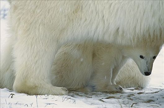 北极熊,幼兽,凝视,室外,下方,温暖,防护,母亲,丘吉尔市,加拿大
