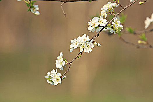 李花,李树的花