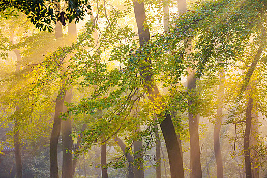 树木,阳光,金色,暖,早晨