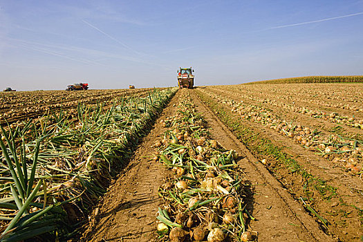 农机具,收获,洋葱,荷兰