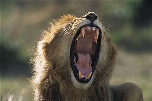 非洲狮,狮子,成年,雄性,满,鬃毛,叫,支配,马赛马拉国家保护区,肯尼亚,非洲