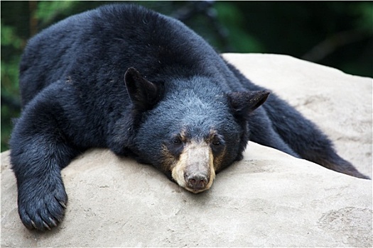 睡觉,黑熊
