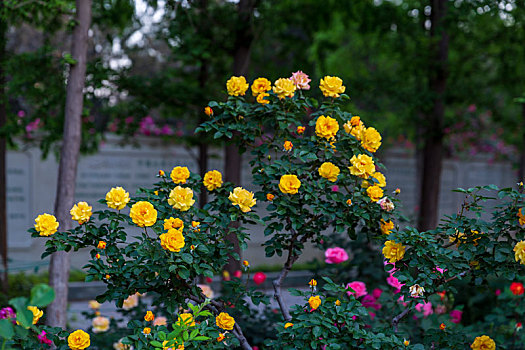 月季花素材