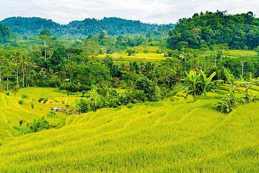 绿色,稻米梯田,地点,巴厘岛,印度尼西亚