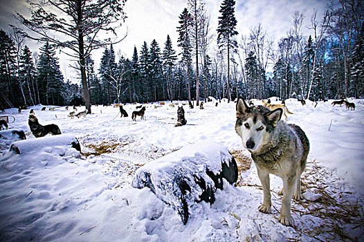 狼,觅食,雪景