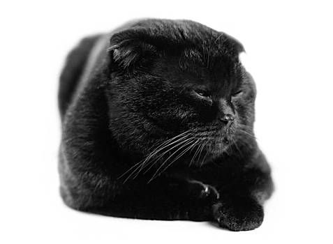 黑色苏格兰折耳猫图片图片