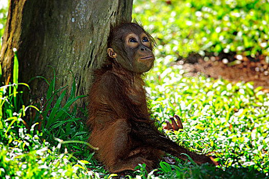 猩猩,年轻,新加坡,亚洲