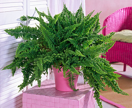 剑蕨类植物,藤条,凳子