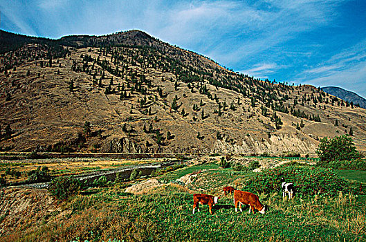 河谷,公路,牛,放牧,不列颠哥伦比亚省,加拿大