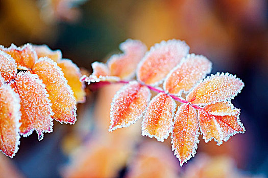 华盛顿,美国,霜,秋天,彩色,叶子,雷尼尔山国家公园