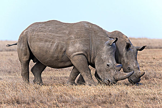 白犀牛,白犀,自然保护区,肯尼亚,非洲