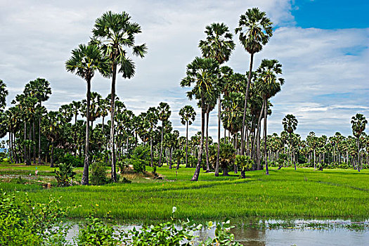 棕榈树,小,水体,柬埔寨