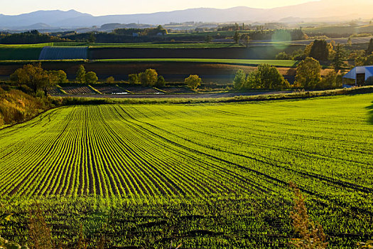 日本北海道美瑛秋景