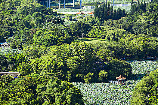 深圳洪湖公园