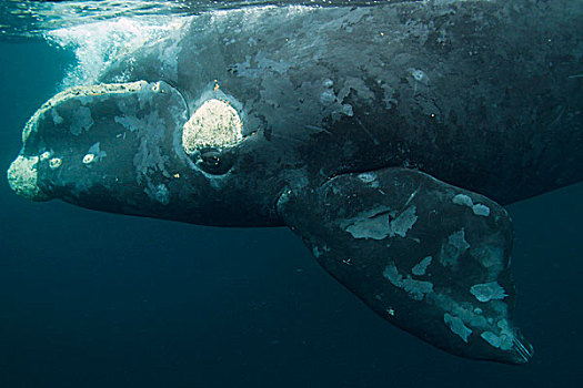 南露脊鲸,水面,瓦尔德斯半岛,阿根廷