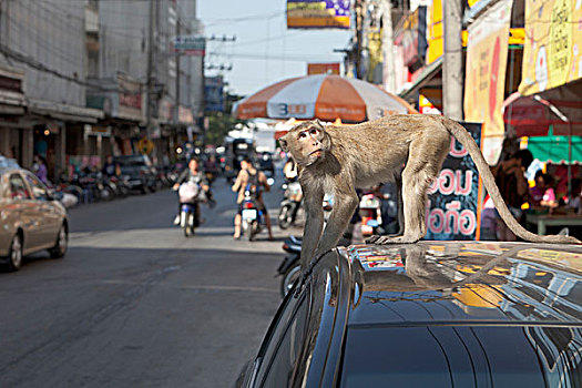 短尾猿,猴子,弥猴属,汽车,一个,街道,城市,泰国,亚洲