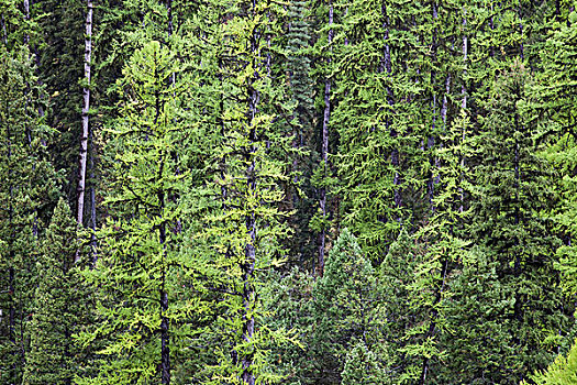 树,变化,彩色,常绿植物,蒙大拿,美国