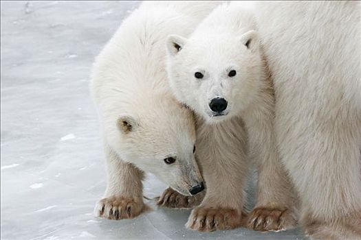 两个,年轻,北极熊,丘吉尔市,曼尼托巴,加拿大