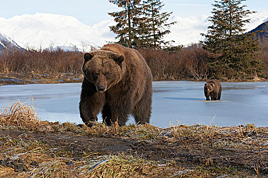 两个,棕熊,走,冰冻,湖,冬天
