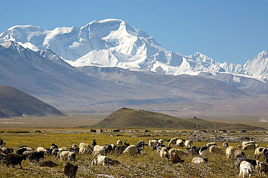 西藏聂拉木