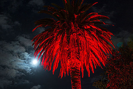 红色,棕榈树