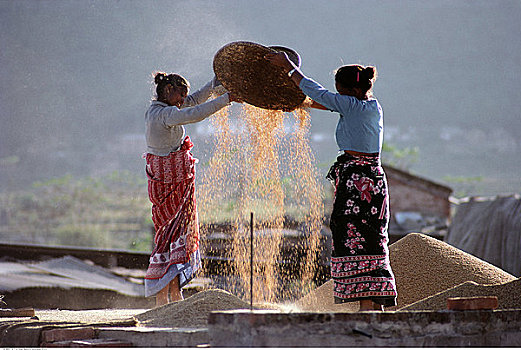 两个女人,收获,稻米,加德满都山谷,尼泊尔