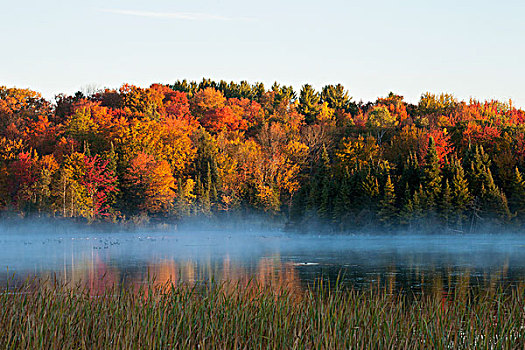 晨雾,水塘,秋天,南,魁北克,加拿大