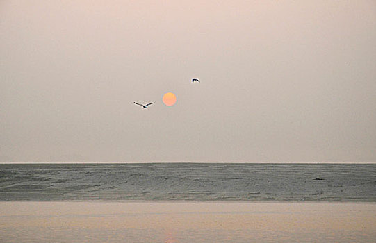 日出,恒河,河,海鸥,瓦拉纳西,贝拿勒斯,北方邦,印度,亚洲