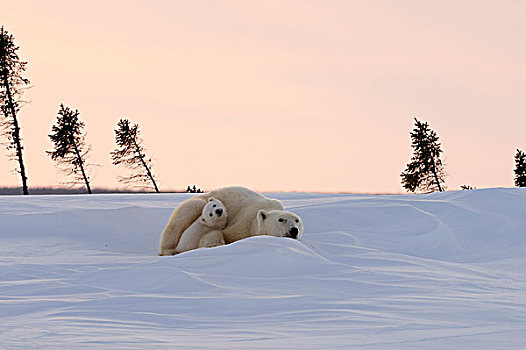 极地,熊,母熊,幼兽,卧,雪,日落,休息,瓦普斯克国家公园,曼尼托巴,加拿大