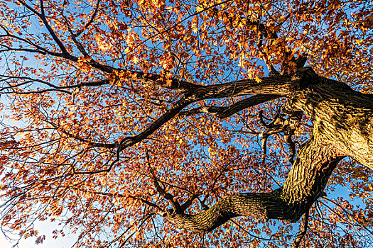 波士顿公园秋色