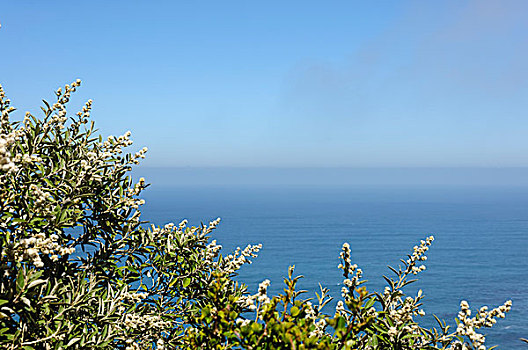 海边植物与海洋蓝天背景