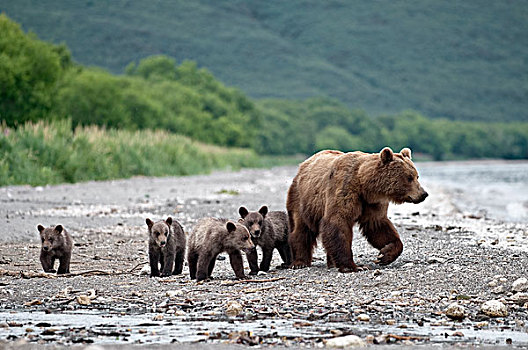 棕熊,母亲,四个,幼兽,堪察加半岛,俄罗斯