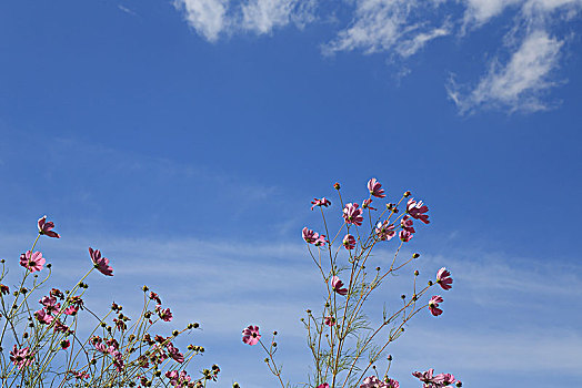 花,波斯菊