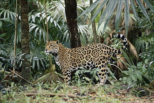 美洲虎,美洲豹,雨林,哥斯达黎加