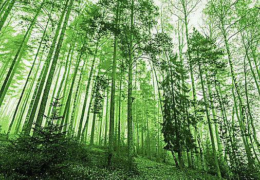 绿色,单色调,照片,晨光,树林,雾,大树