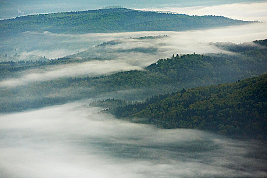 晨雾,树林,多瑙河,山谷,航拍
