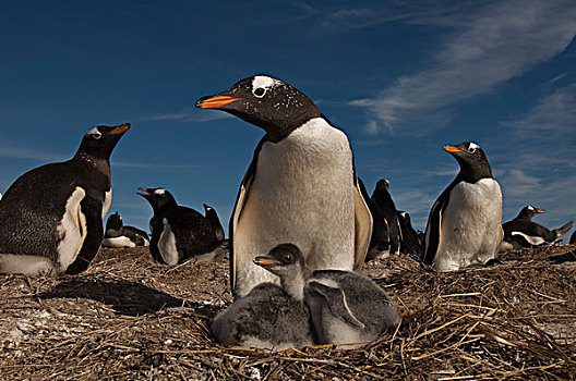 巴布亚企鹅,幼禽,生物群,岛屿,福克兰群岛