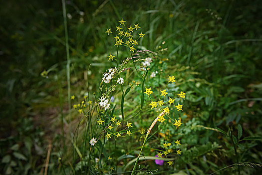 夏日草原上的山花野花