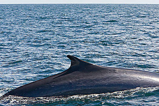 鳍鲸,长须鲸,平面,下加利福尼亚州,墨西哥