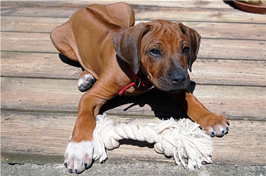 罗德西亚背脊犬