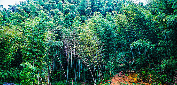 竹林风景