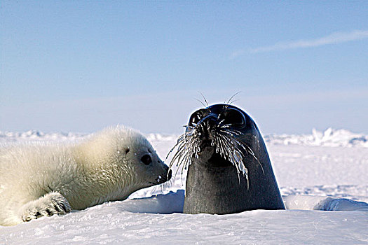 鞍纹海豹,冰,加拿大沿海诸省,加拿大