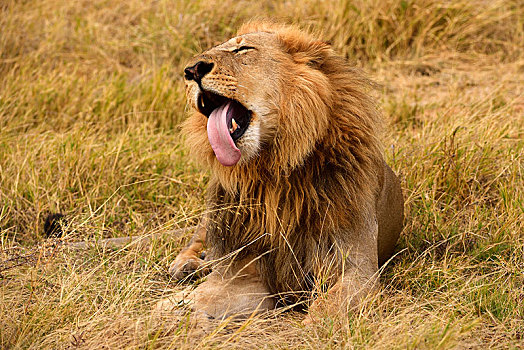 狮子,雄性,卧,干草,莫瑞米,国家公园,野生动植物保护区,奥卡万戈三角洲,博茨瓦纳,非洲