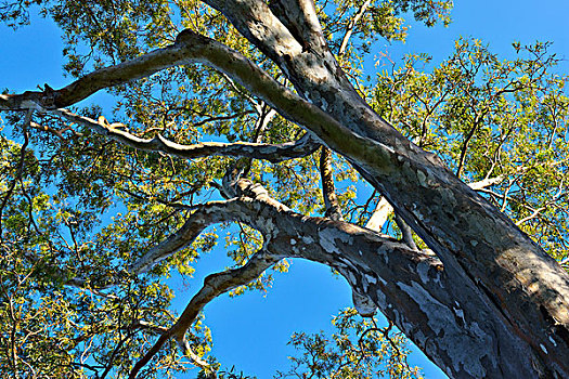 桉树,阿德莱德,南澳大利亚州,澳大利亚